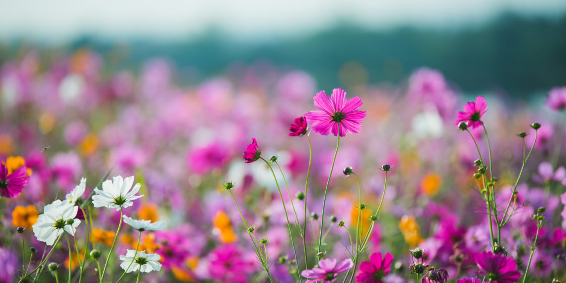 The Cosmos Flower of grassland