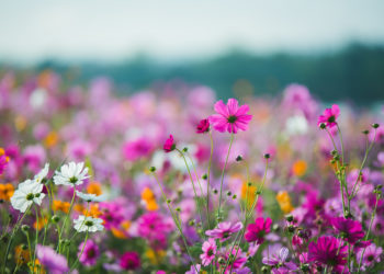 The Cosmos Flower of grassland