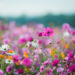 The Cosmos Flower of grassland