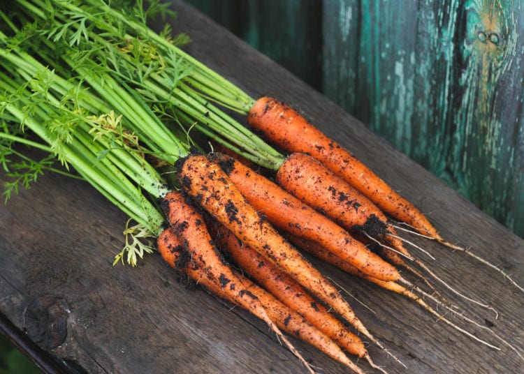 Young garden carrot with leaves and in the ground on a wooden background. Autumn harvest.