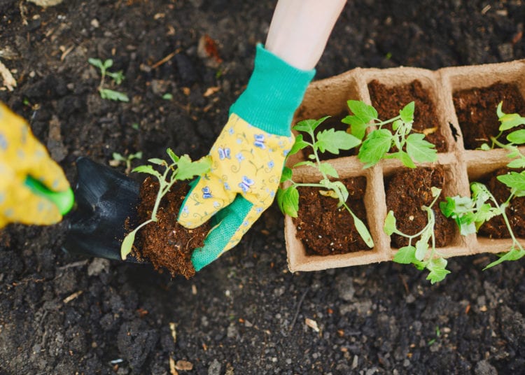 Female farmer replanting tomato seedlings