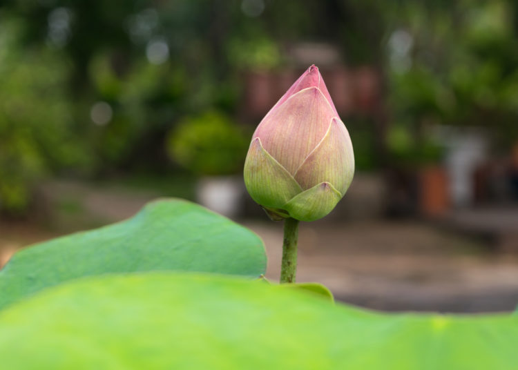 Lotus waterlily flower pink green color, Naturally beautiful plant in the garden