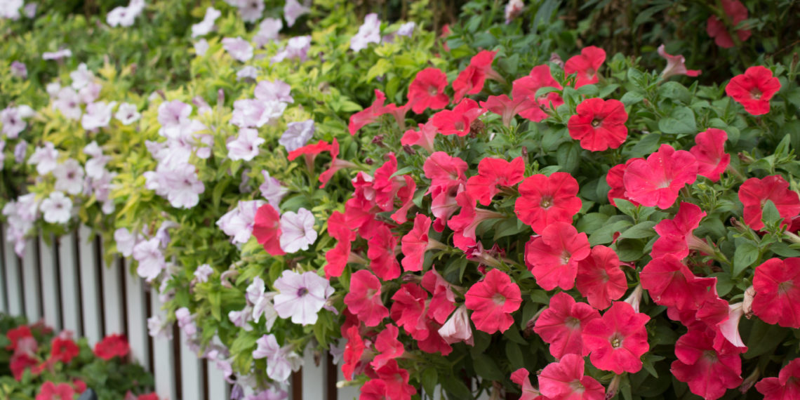 Close up of petunia flower.