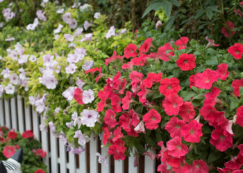 Close up of petunia flower.