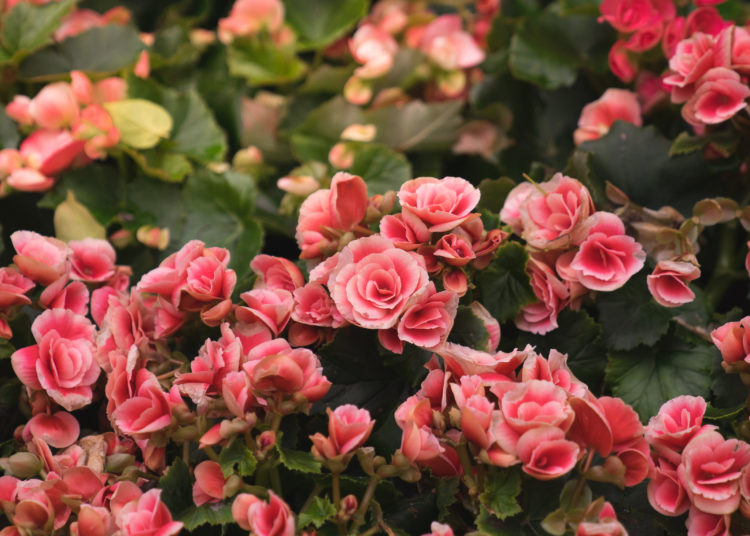 Preserve Yearly Floral for Summer-Long Flowers