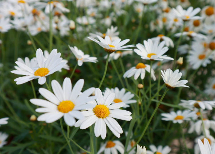 Beautiful daisy flowers in the garden