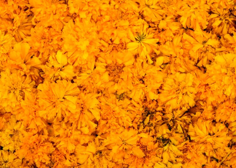 Beautiful Marigold (Calendula officinalis) for flower background or texture - yellow concept.
