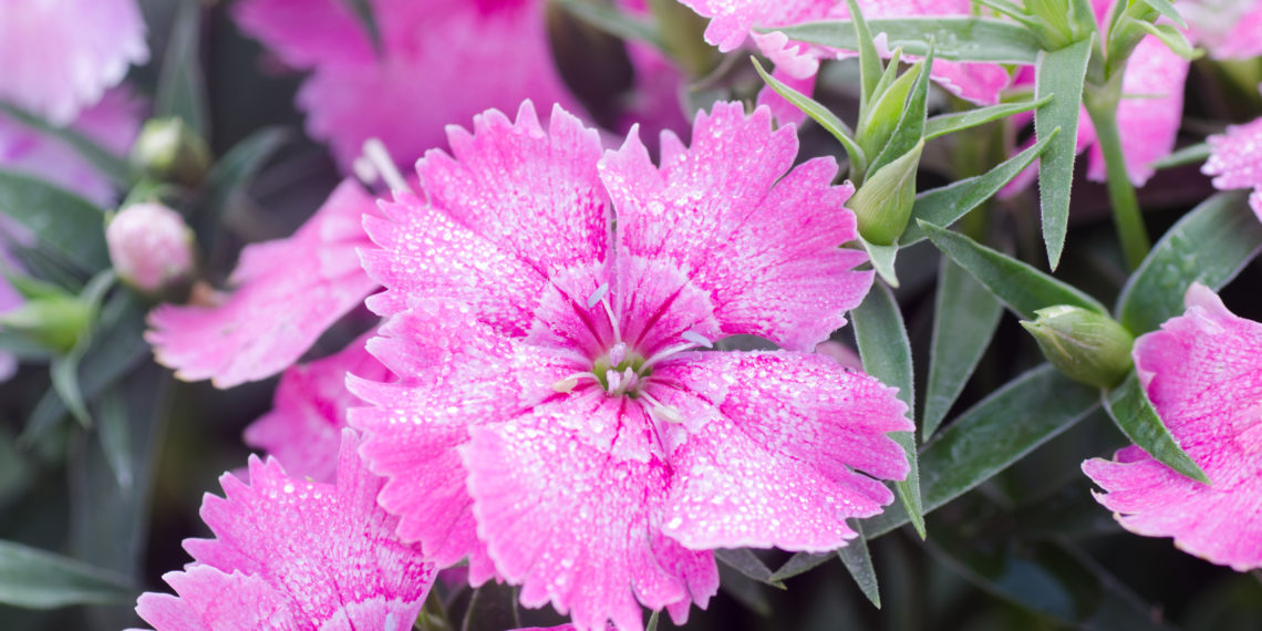Edible flower, Dianthus chinensis (China Pink)