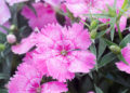 Edible flower, Dianthus chinensis (China Pink)
