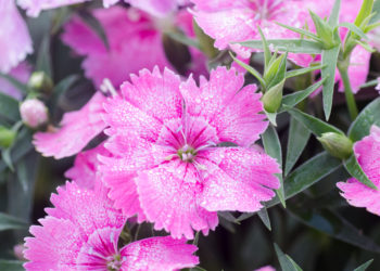 Edible flower, Dianthus chinensis (China Pink)