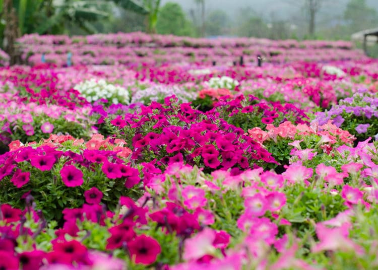 petunia blooming in the garden