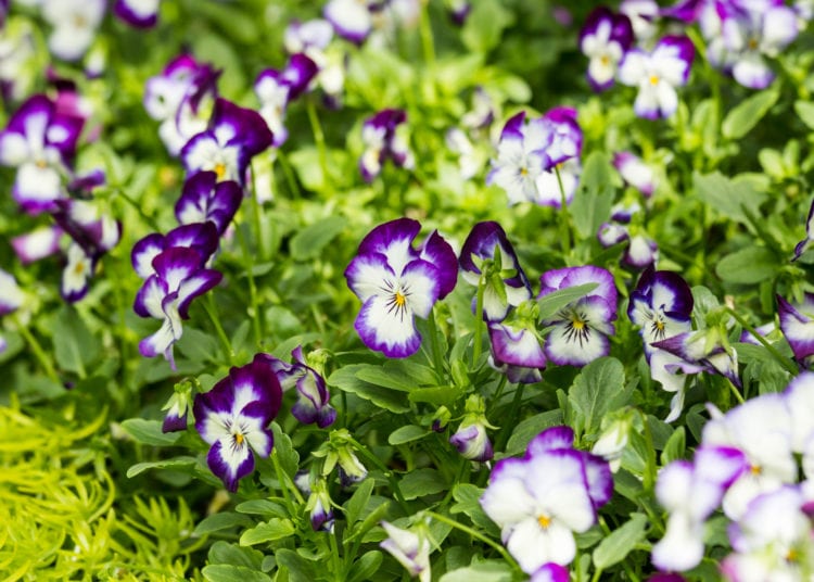 purple and white viola flower in field,close up