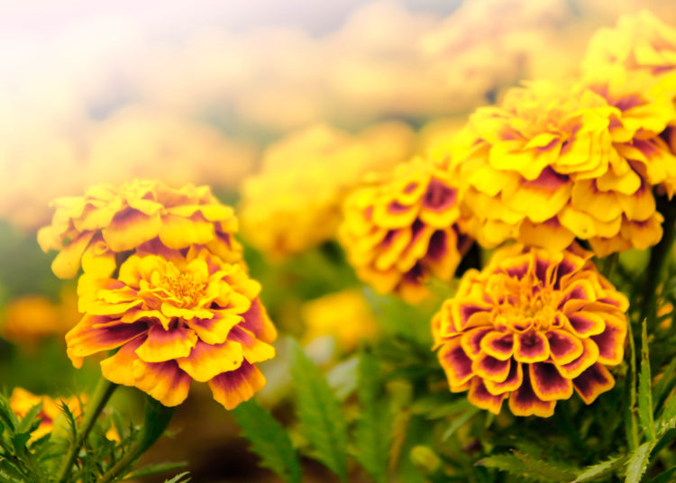 Marigold flowers in the garden on summer , yellow flowers ,beautiful flowers on summer in the nice day herb flowers