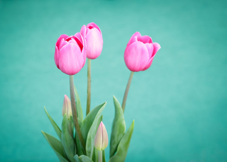 Pink tulip on a green background, edible flowers