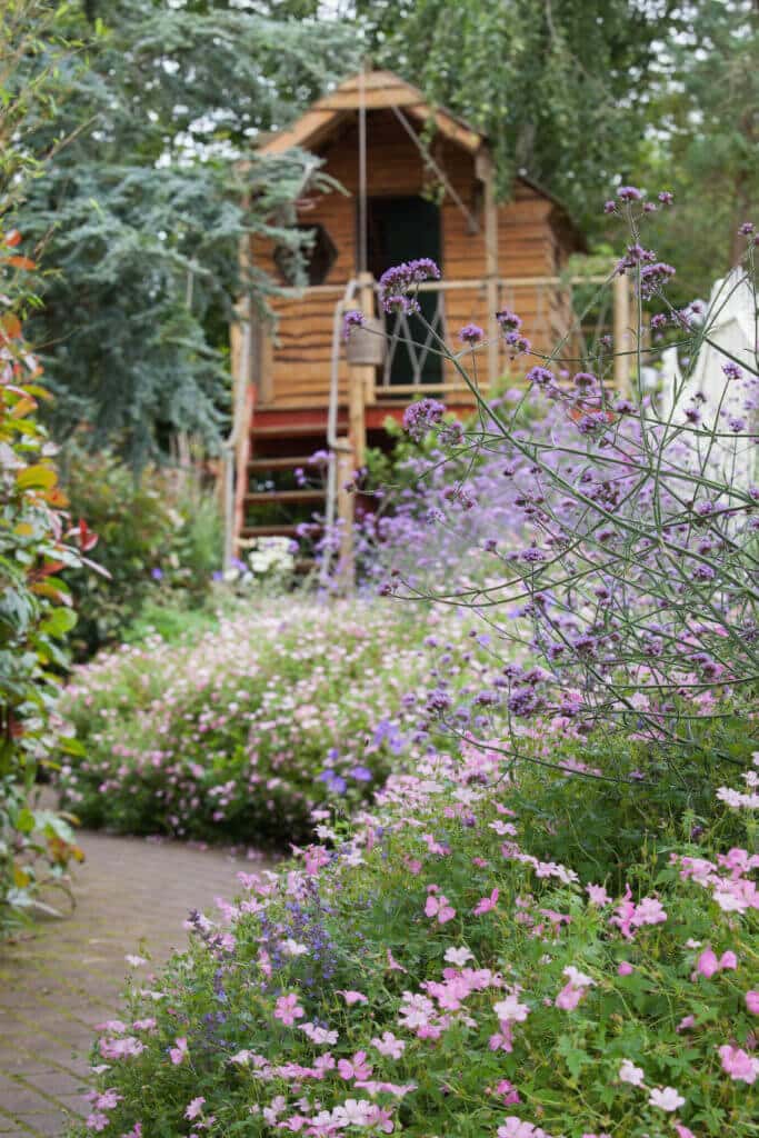 Garden of purple flowers with path and shed