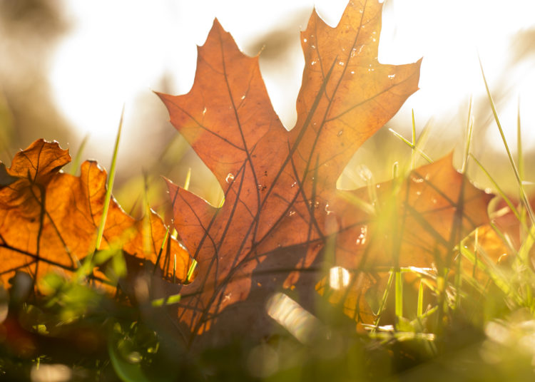 Autumn leaves in the grass,autumn leaves falling