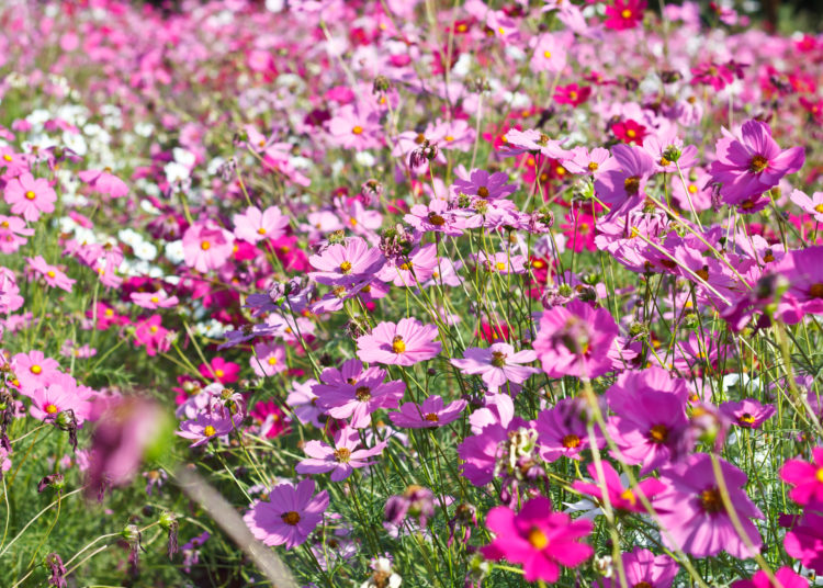 cosmos flowers on flower garden.