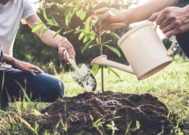 Young couple planting the tree while Watering a tree working in the garden as save world concept, nature, environment and ecology.