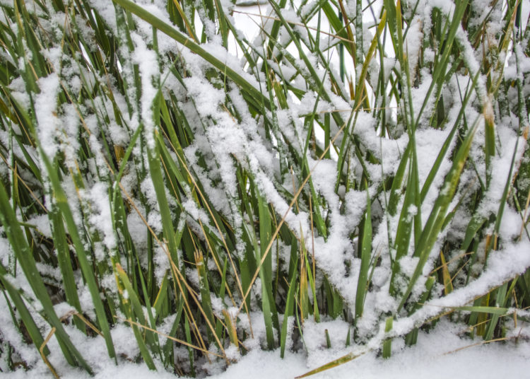 Winter grass with snow