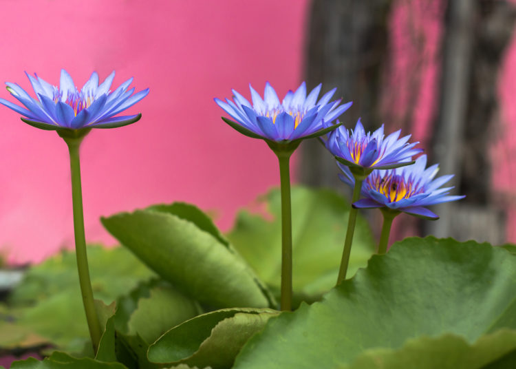 Blue lotus Water lily with green leaves on the tub mortar