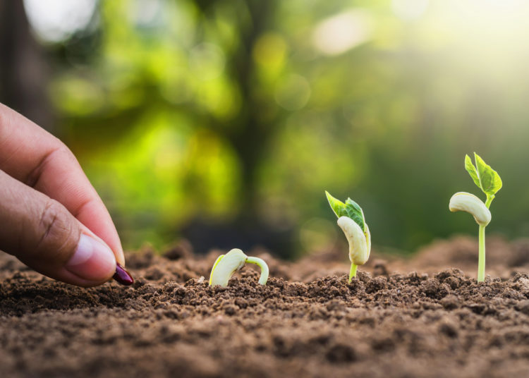 Hand planting seeding growing step in garden with sunshine