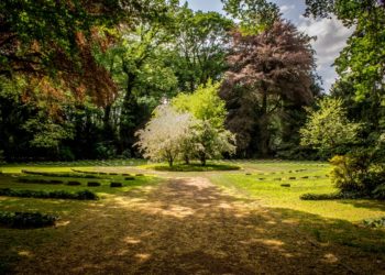 Beautiful garden in the summer