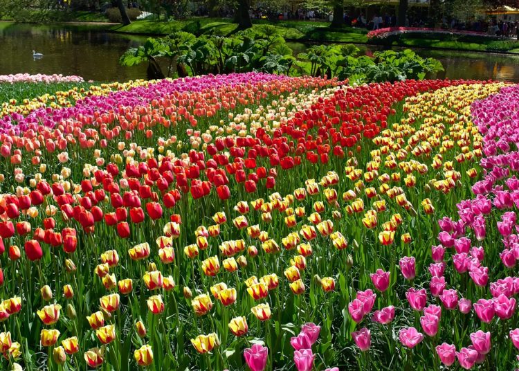 Beautiful and colourful tulips