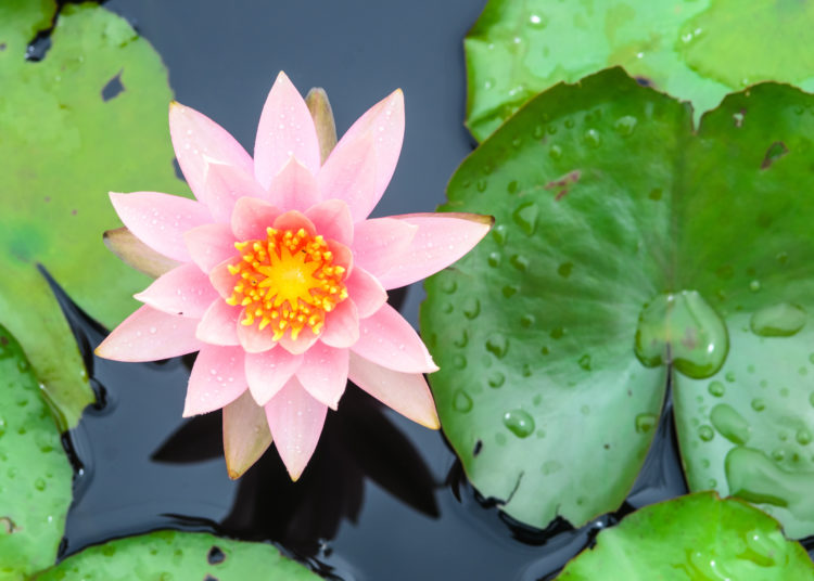 Beautiful lotus blooming in the pond