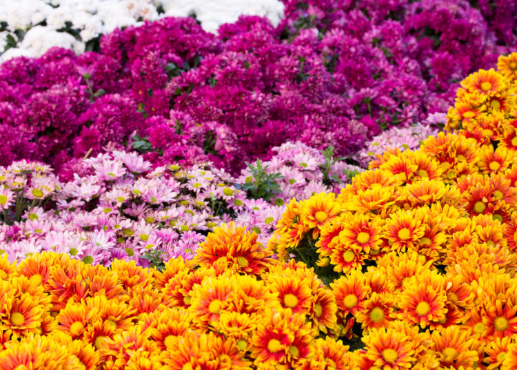 chrysanthemums daisy flower fields blooming in the garden