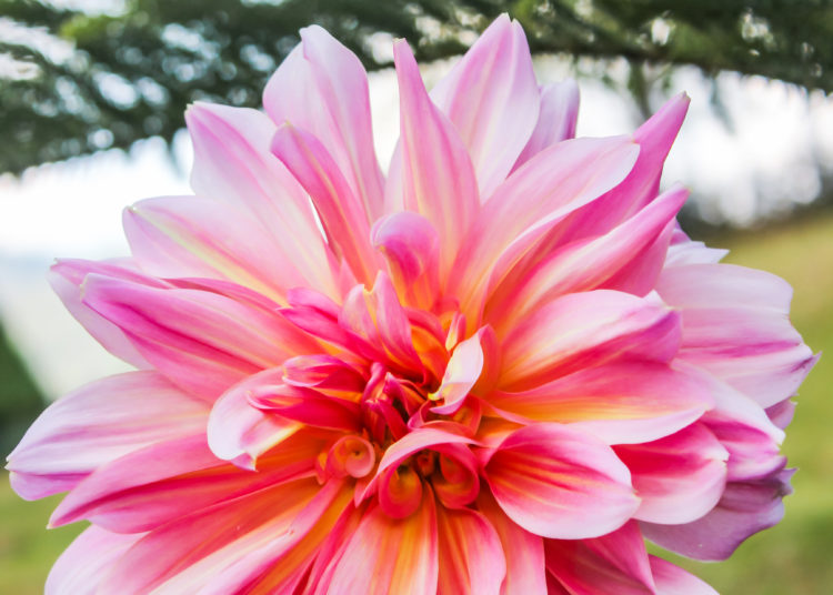 Pink dahlia in autumn flower in botanical garden with green leaves is background.