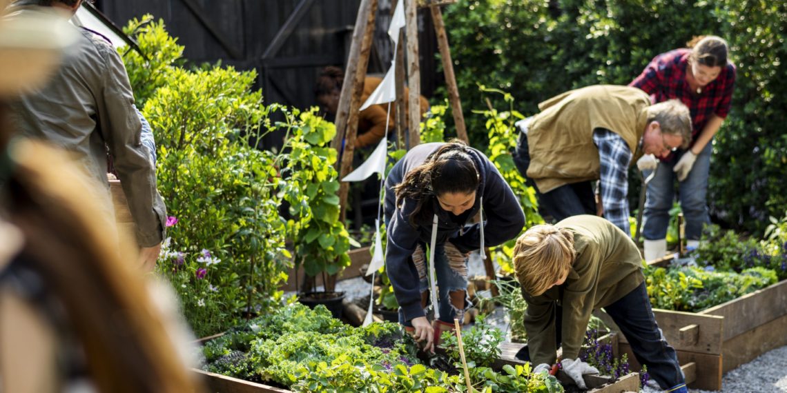 Group of people planting vegetable in greenhouse