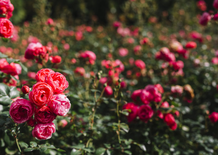 Roses in the garden