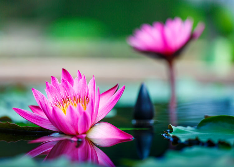 beautiful lotus flower on surface of pond