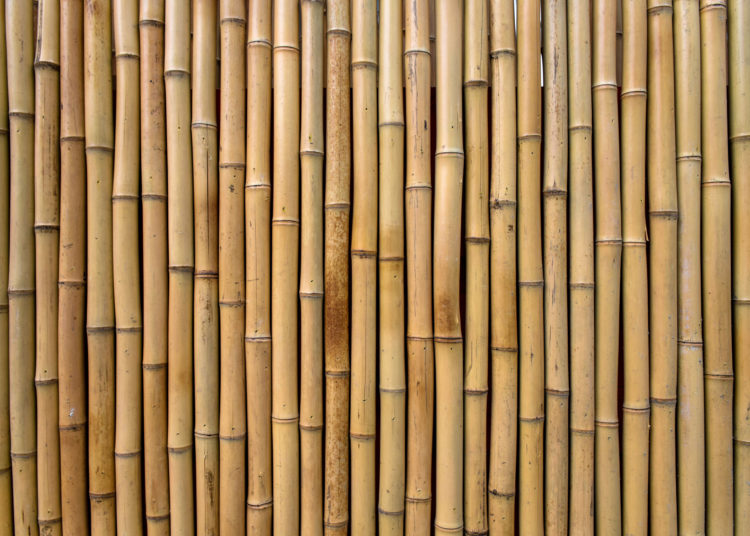 Bamboo