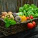 vegetables in the garden