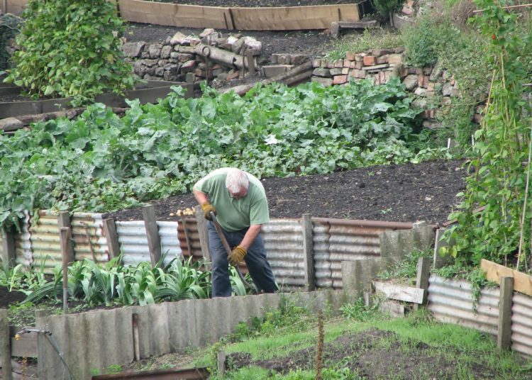 vegetables in the garden