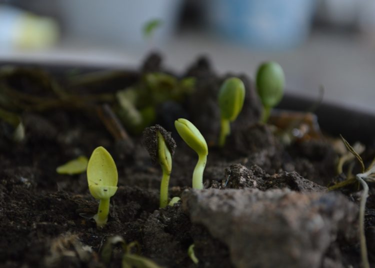 vegetables in the garden