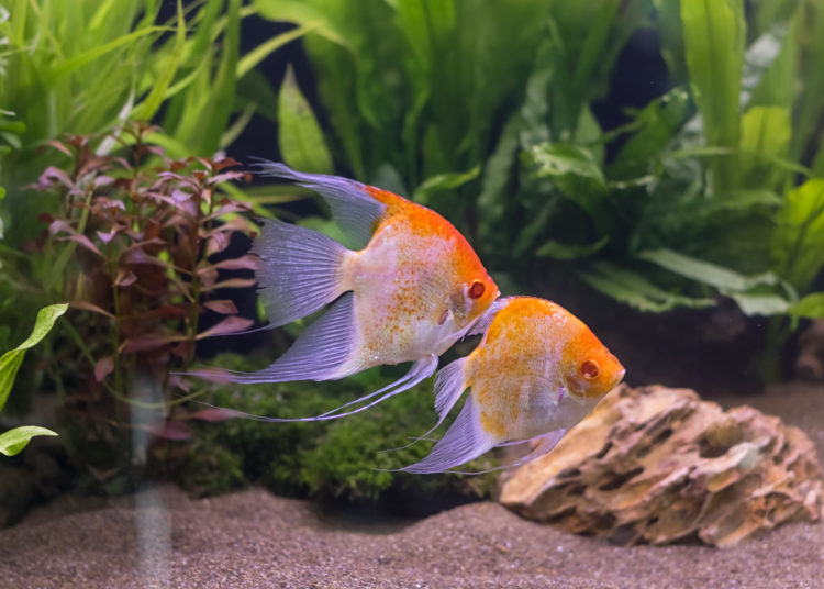 Angelfish swimming in aquarium tank.