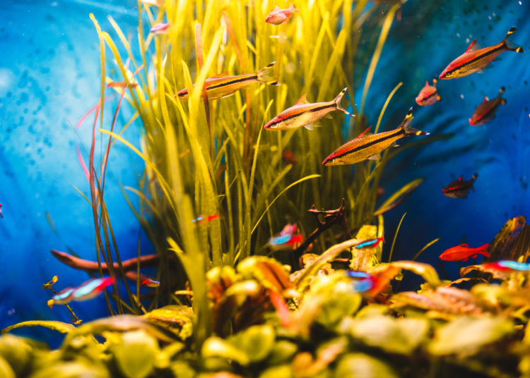 Orange fish swim in a blue aquarium