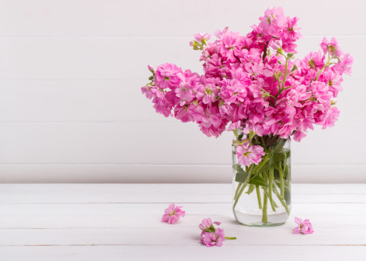 Bouquet of fragrant pink stock flowers matthiola in a vase