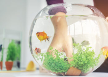A woman's hand is decorating the aquarium in a fishbowl as a hobby.