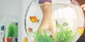 A woman's hand is decorating the aquarium in a fishbowl as a hobby.