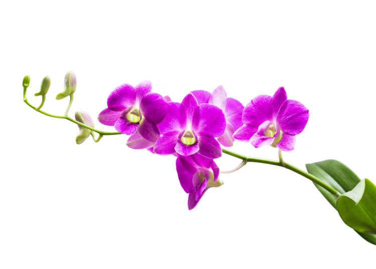 Bright purple orchid on a white background.
