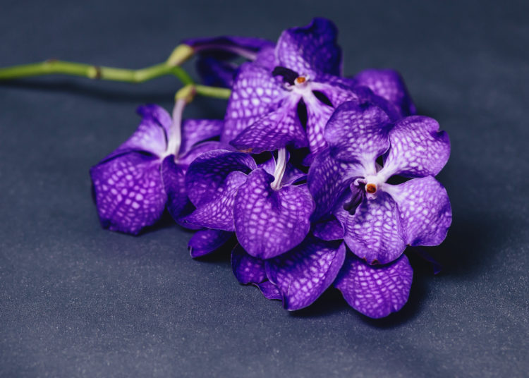 orchid blue on simple studio gray background