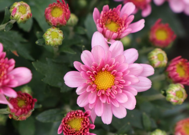 Pink chrysanthemum flower in tropical