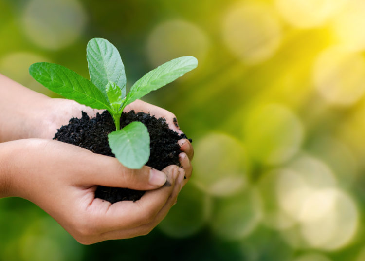 environment Earth Day In the hands of trees growing seedlings. Bokeh green Background Female hand holding tree on nature field grass Forest conservation concept