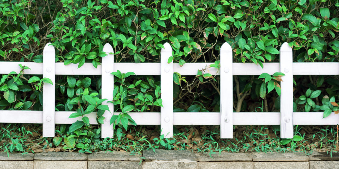 White fence and green plants