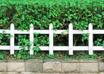 White fence and green plants