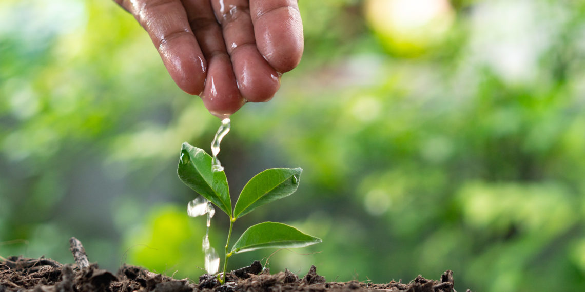 Care Of New Life - Watering Young Plant