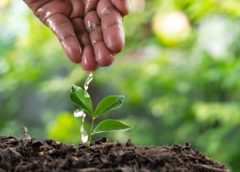 Care Of New Life - Watering Young Plant